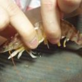 やってみないか 活車海老の刺身 レシピ 作り方 By あとぶー 楽天レシピ やってみないか 活車海老の刺身 レシピ 作り方 By あとぶー 楽天レシピ